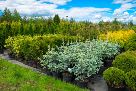 Fir trees, juniper, cypress and thuja in pots for sale.の写真素材