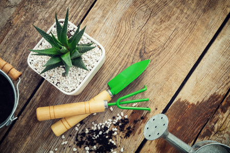Haworthia succulent in flower pot, mini garden tools, watering can and bucket on wooden table. Top view. Flat lay.の写真素材