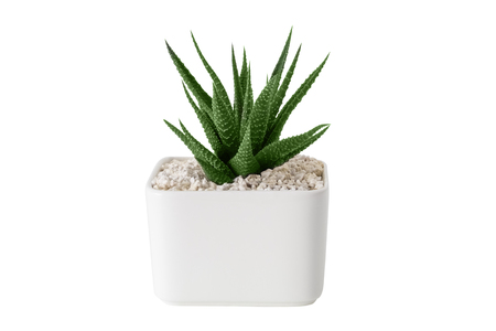 Haworthia succulent close up in white pot. Isolated on white. の写真素材