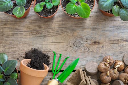Several flowerpot of houseplant, equipment for pot plants. Flowerpot with ground and bulbs of spring flowers. Copy space for text. Top view, flat lay.の写真素材