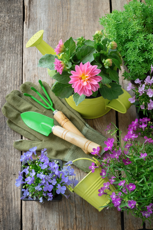 Seedling of garden plants and flowers for planting. Garden equipment: watering can, shovel, rake. Top view.の写真素材