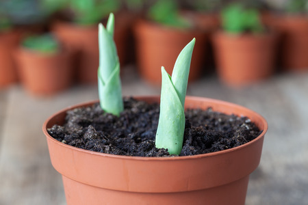 Two growing spring tulips in a flowerpot close up. Several flower pots with plants in the background, not in focus.の写真素材
