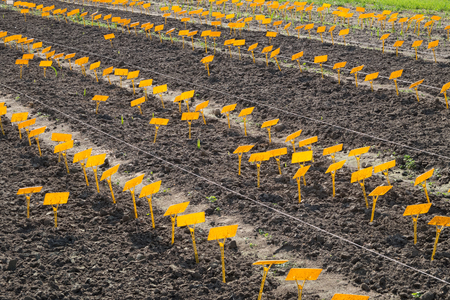Labels for planting on a field. Plant markers on beds in a garden.の写真素材
