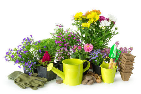 Seedling of garden plants and flowers. Garden equipment: watering can, bucket, pots, shovel, rake on white.の写真素材