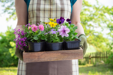 Woman gardener holds a wooden tray with several flower pots.の写真素材