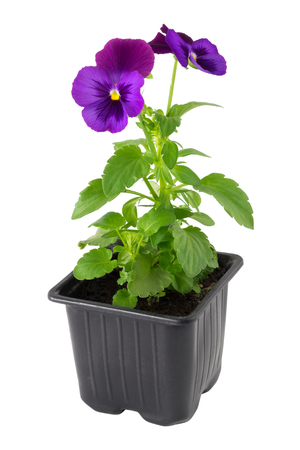 Pansies viola tricolor flower in plastic pot, isolated on white.の写真素材