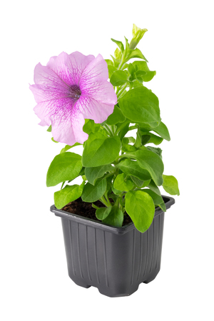 Petunia flower in plastic pot, isolated on white.の写真素材