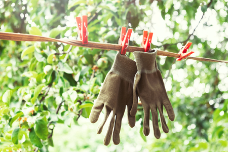 Gardening gloves hanging on a rope with clothespins in garden.の写真素材