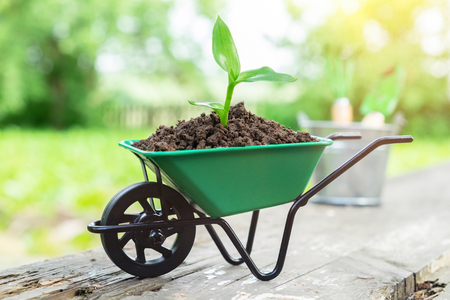 Small garden wheelbarrow with growing seedling in the soil outdoors.の写真素材