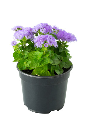 Beautiful flower Ageratum in pot, isolated on white background.の写真素材