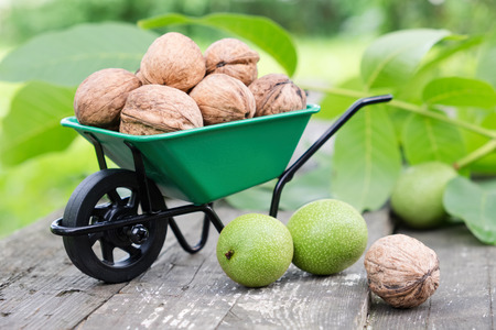 Small garden wheelbarrow full of walnuts, green nuts and leaves in garden outdoors.の写真素材