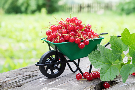 Small garden wheelbarrow full of red currant berries outdoors.の写真素材