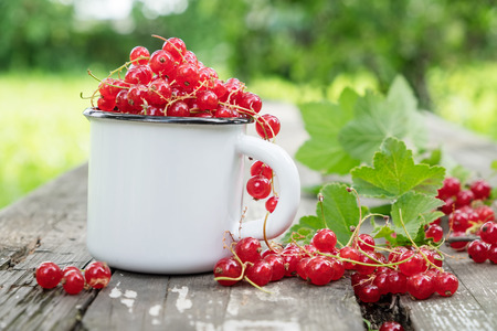 Enameled mug full of red currant berries.の写真素材