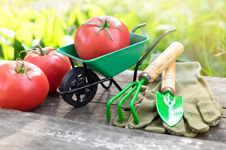 Small garden wheelbarrow with red ripe tomatoes, rake, shovel and gloves on wooden bench in garden.の写真素材
