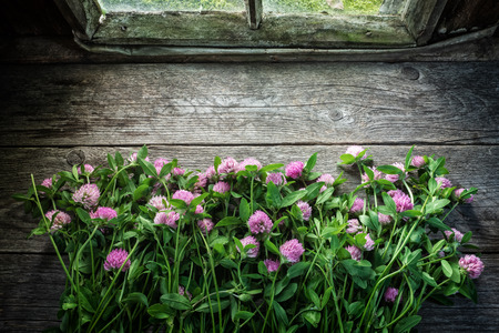 Pink clover flowers on old wooden table near window inside the retro village house. Top view, copy space for text.の写真素材