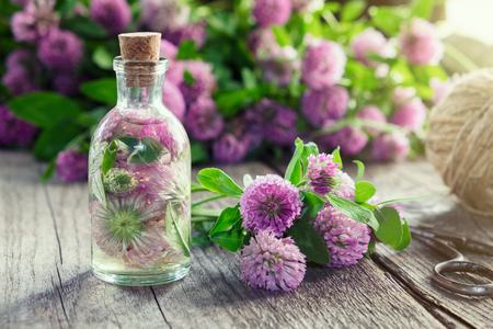 Clover tincture or infusion and clover flowers bunch on wooden board.の写真素材