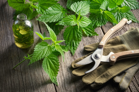 Nettle twigs, healthy infusion or oil bottle, gloves and garden pruner on wooden table in a retro village house.の写真素材