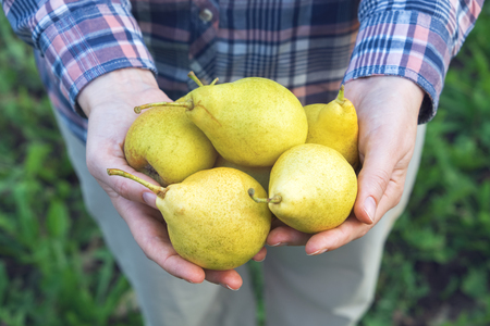 Farmer holding several pears in his hands.の写真素材