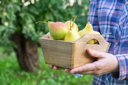 Female farmer holding box of several pears in his hands. Orchard on background.の写真素材