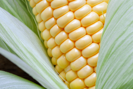 Grains and leaves of ripe sweet corn closeup.の写真素材