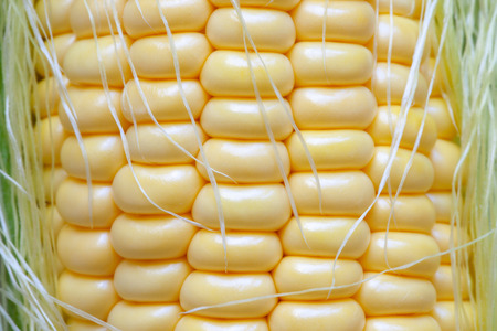 Background of grains of ripe sweet corn closeup.の写真素材