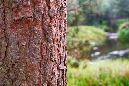 Bark of pine tree wooden space for text and landscape of forest river on background - not in focus.の写真素材