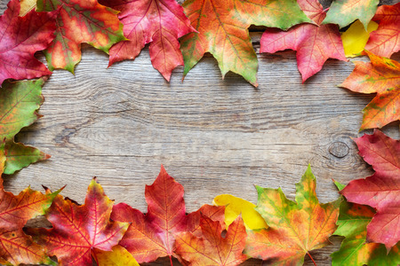 Border of fallen maple leaves on wooden background. Copy space for text.の写真素材