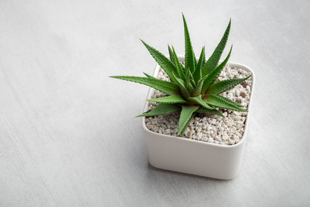 Haworthia succulent in pot on white desk. Copy space for text.の写真素材