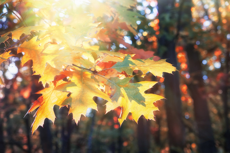 Branch of yellow oak leaves in autumn forest at sunny day.の写真素材