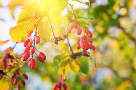 Branch of barberry (Berberis vulgaris) with yellow autumn leaves and red berries at sunny day.の写真素材