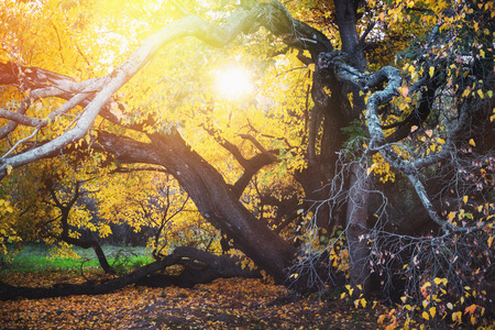 Old autumn tree in park at sunny day.の写真素材