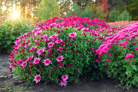 Purple and pink chrysanthemum flowers on flowerbed at sunset.の写真素材