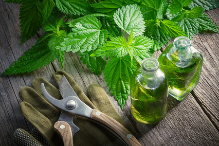 Nettle twigs, healthy infusion or oil bottleの写真素材