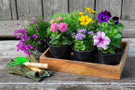 Seedlings of garden plants and flowerpots of flowers.の写真素材