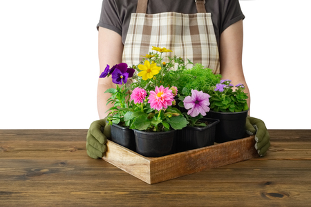 Woman gardener holds a wooden tray with several flower pots. Isolated on white.の写真素材