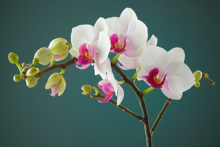 Branch of white orchid flowerの写真素材