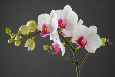 Branch of white orchid flower on grayの写真素材