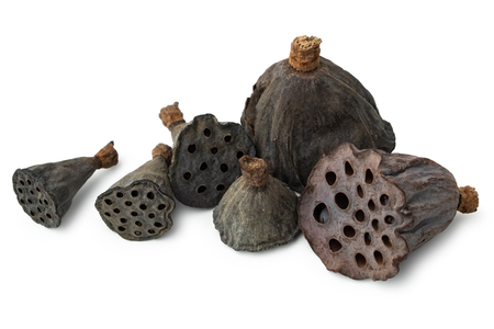 Dry lotus heads with seeds on whiteの写真素材