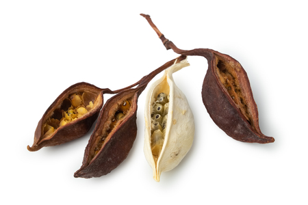 Dry exotic bean pods on whiteの写真素材
