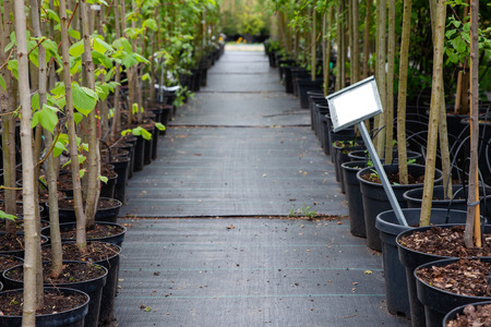 Rows of trees in plastic pots on tree nursery.の写真素材