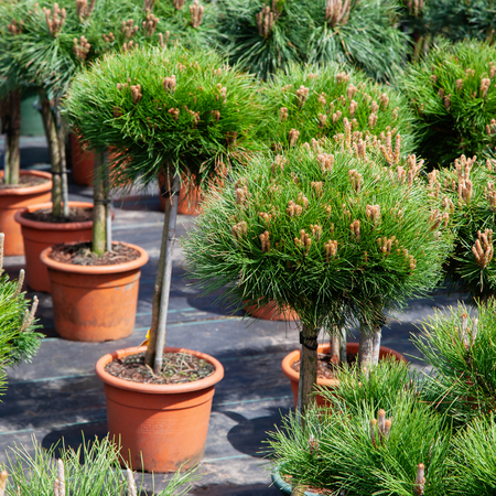 Small pine trees in plastic pots on tree nursery farm.の写真素材