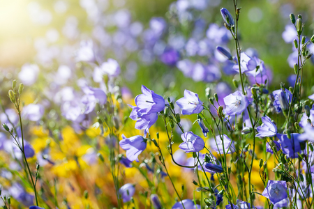 Blue campanula flowers on summer meadow or flowerbed.の写真素材
