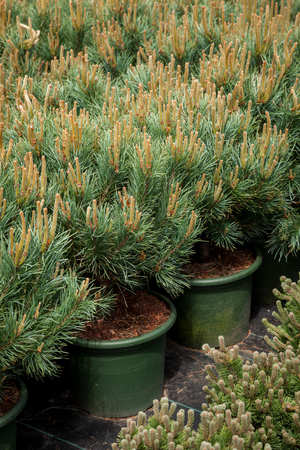 Several plastic pots of small pine trees on tree nursery farm.の写真素材