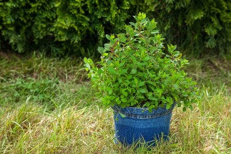 Plant in pot from jeans, Cypresses plantsの写真素材