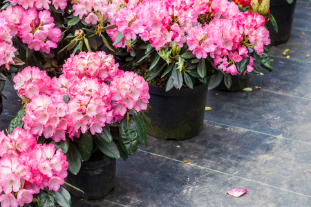 Rhododendron flowers in plastic pots on sale in plants nursery at spring.の写真素材