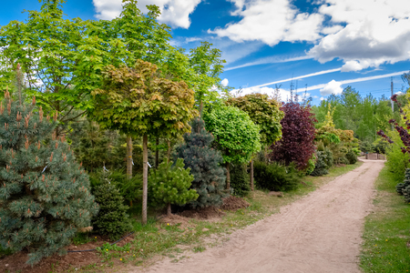 Young maples, pine and chestnut trees. Alley of seedling of trees, bushes, plants at plant nursery.の写真素材
