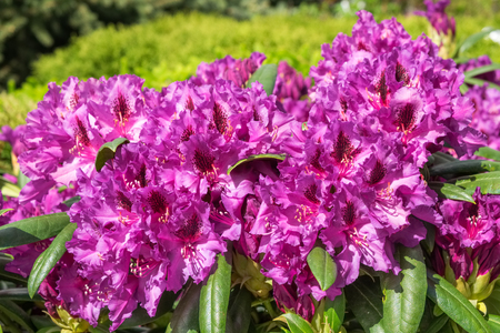 Rhododendron flowers in garden at spring.の写真素材