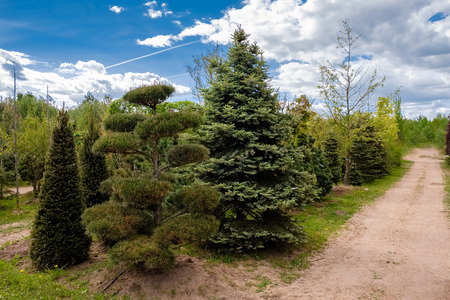 Young pine and fir trees. Alley of seedling of trees, bushes, plants in plant nursery.の写真素材