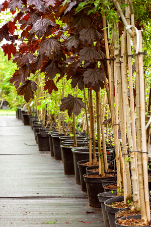 Row of young maple trees in plastic pots. Alley of seedling trees in plant nursery at spring. Selective focus.の写真素材