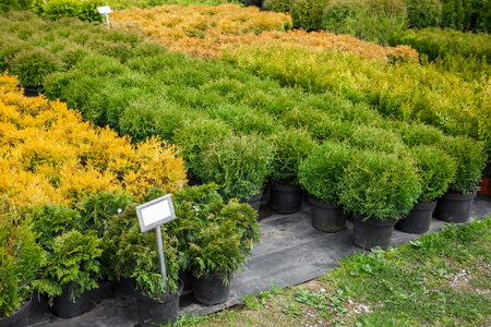 Thuja and cypresses plants in pots for sale on tree farm.の写真素材
